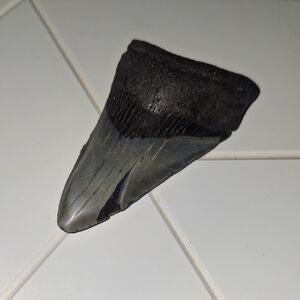 3" Megalodon Fossilized Tooth